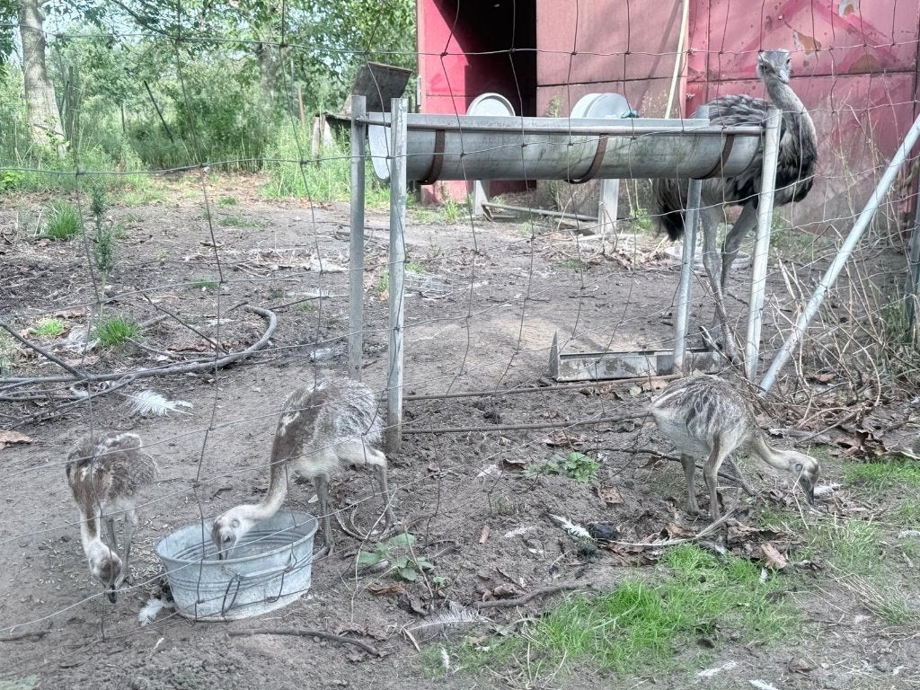 Nandoe kuikens, natuurlijke broed., Dieren en Toebehoren, Geslacht onbekend, Overige soorten