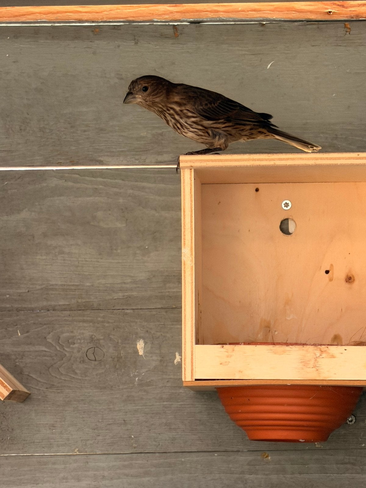 Mexicaanse roodmus, Dieren en Toebehoren, Vogels | Overige Vogels, Vrouwelijk