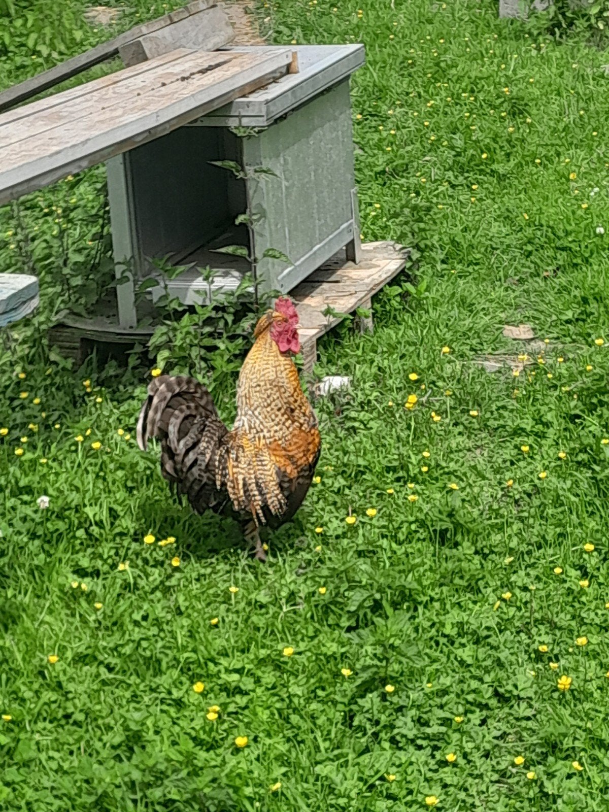 Haan met dubbele Kam. Kruising cochin/padoa. Rond en gezond., Dieren en Toebehoren, Mannelijk, Kip