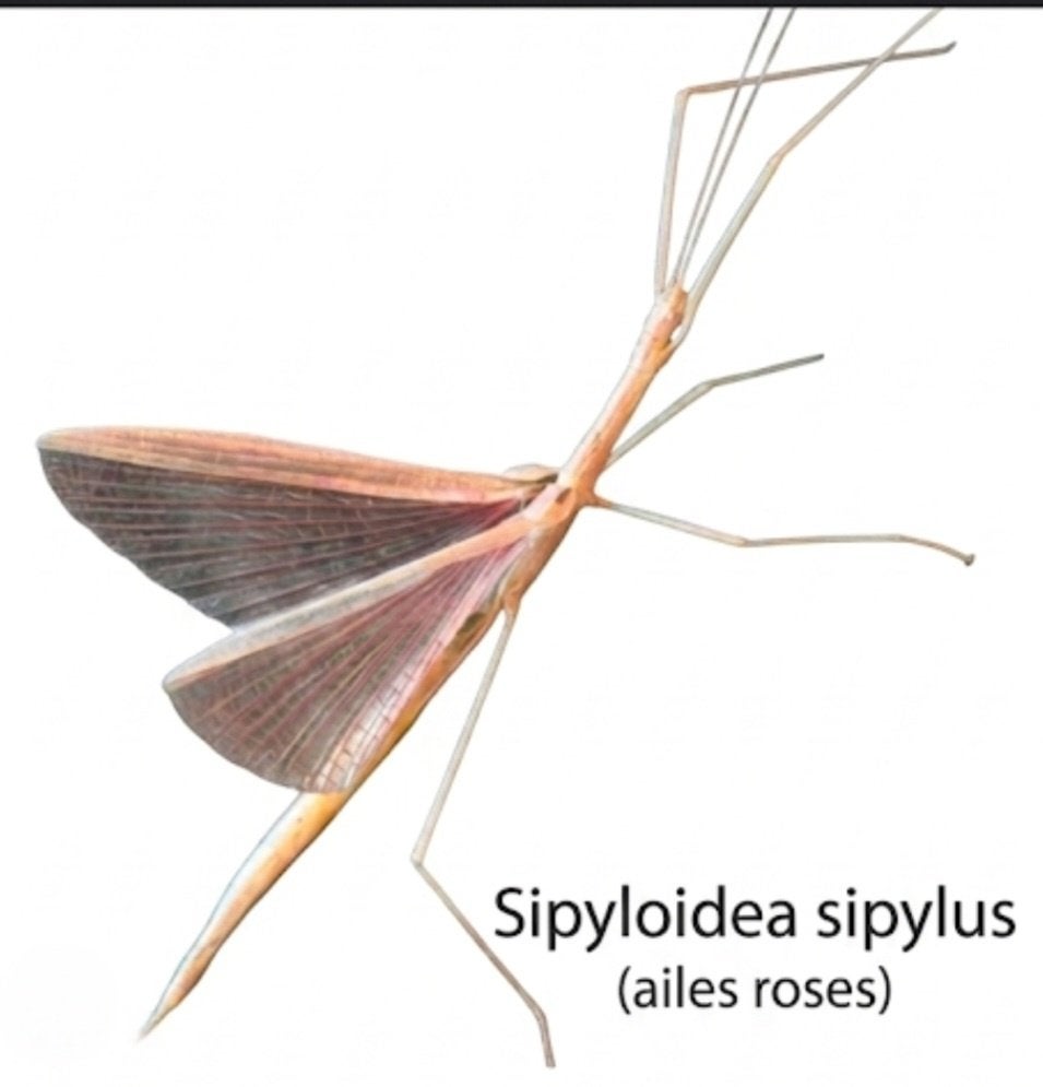 insectes, Collections, Enlèvement, Neuf, Insecte, Autres types