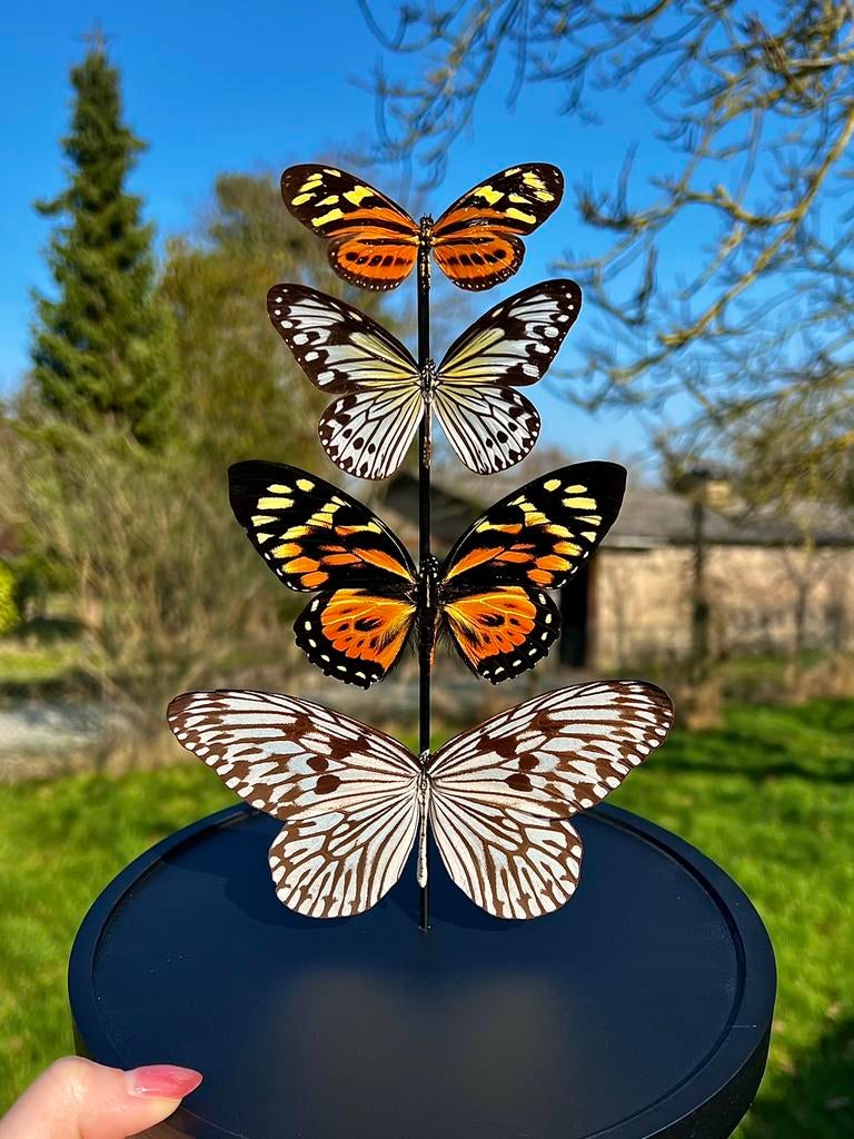 Papillon en peluche - papillons divers, Enlèvement ou Envoi, Neuf, Insecte, Animal empaillé