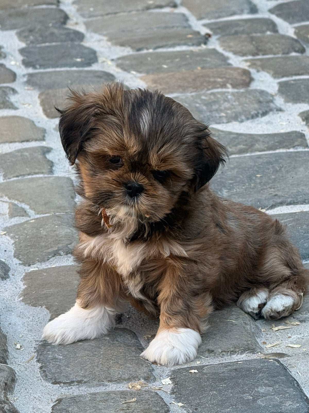 Chiots Lhassa apso, Autres races, Plusieurs, Hépatite contagieuse (maladie de Rubarth), Belgique