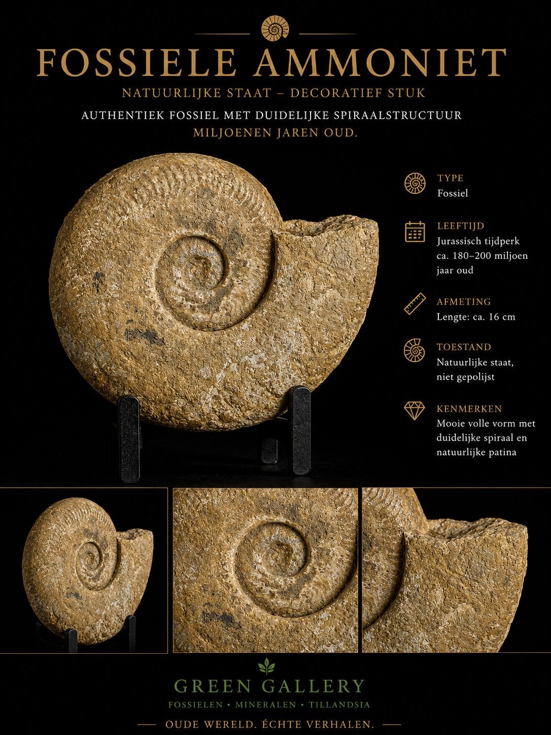 Fossiele ammoniet –natuurlijke staat decoratief verzamelstuk, Verzamelen, Mineralen en Fossielen, Ophalen of Verzenden, Fossiel