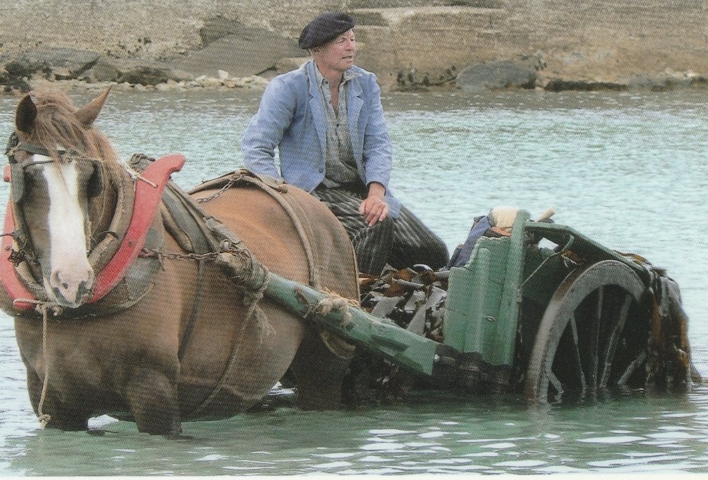 FOLKLORE -  Paard en Kar  Transport  Zeewier, Verzamelen, Postkaarten | Themakaarten, Verzenden, Ongelopen, Natuur