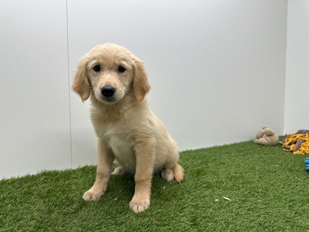 Golden Retriever pups, Golden retriever, België, 8 tot 15 weken, Teef
