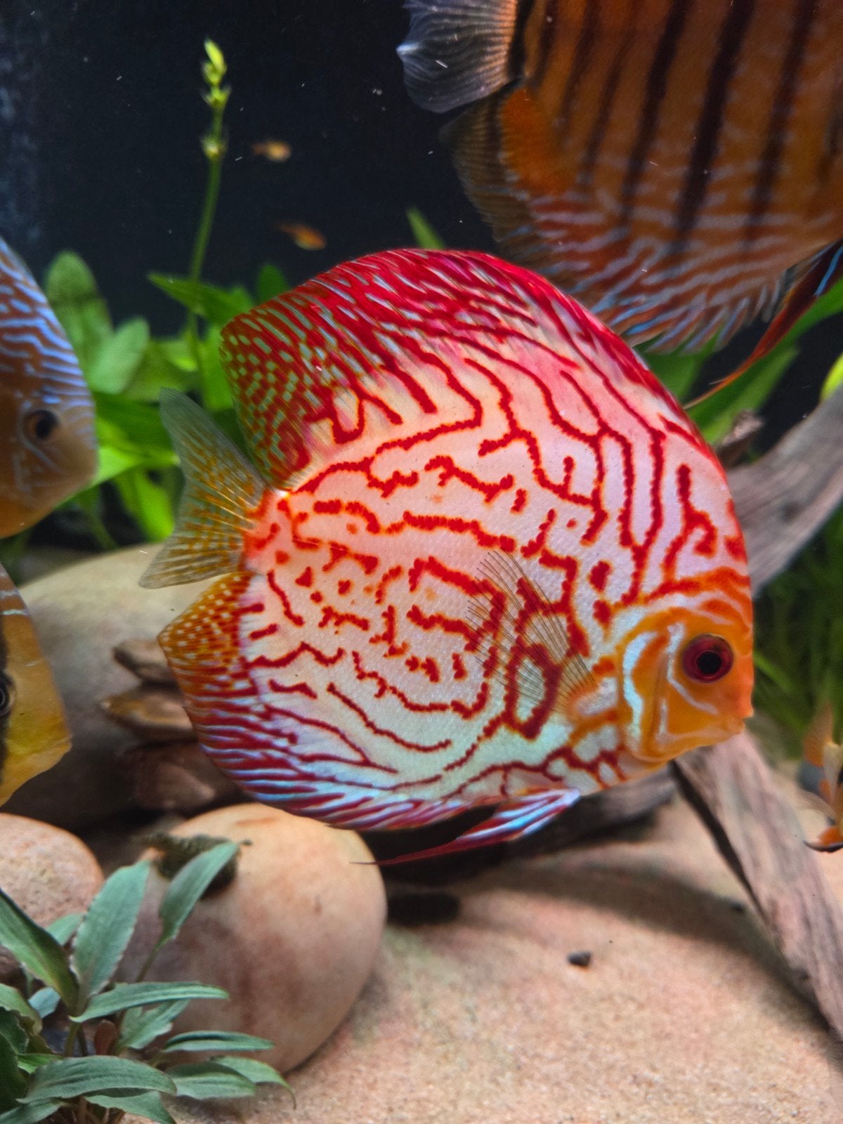 discus vis 17/18cm, Dieren en Toebehoren, Ophalen