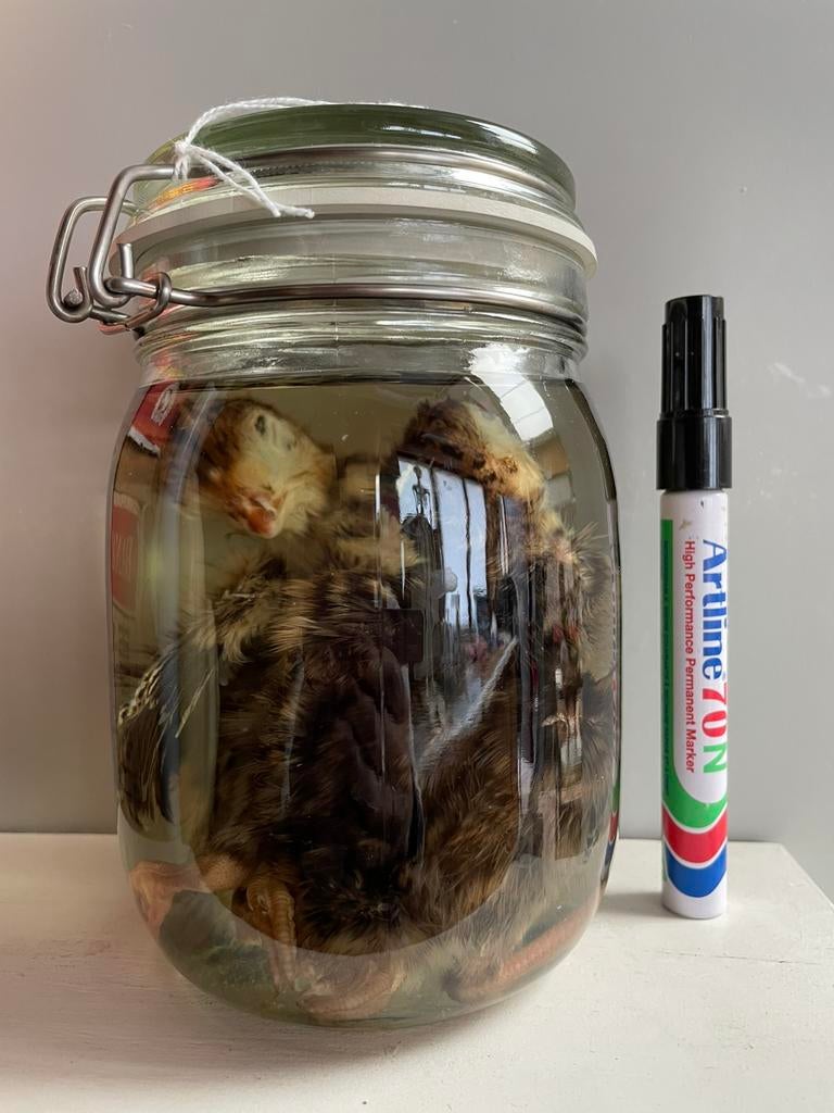 2 hoenderkuikens op sterkwater, Verzamelen, Dierenverzamelingen, Ophalen of Verzenden, Nieuw, Vogel, Overige typen