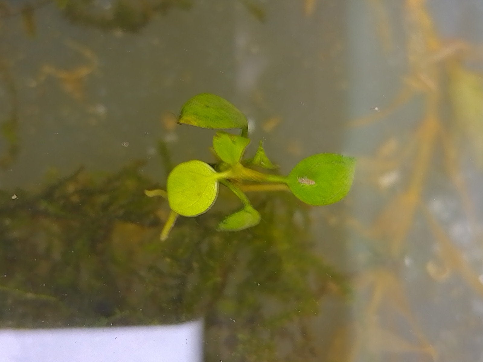 Weet iemand welke plant dit is, Tuin en Terras, Vijvers, Ophalen