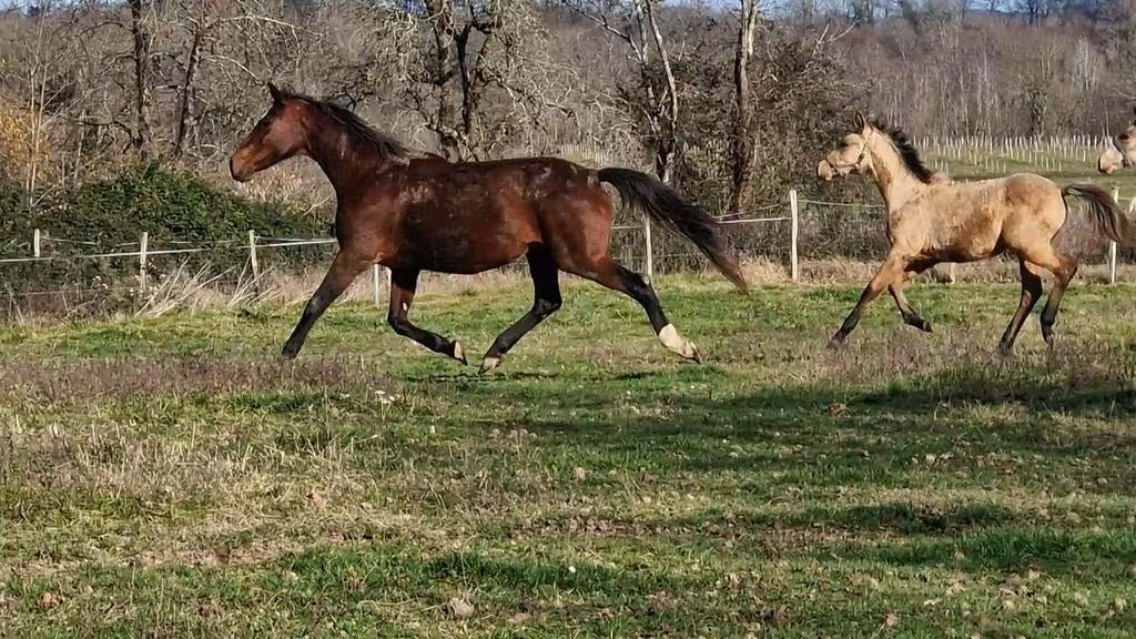 2 fokmerries Hannover en bwp, Dieren en Toebehoren, Merrie