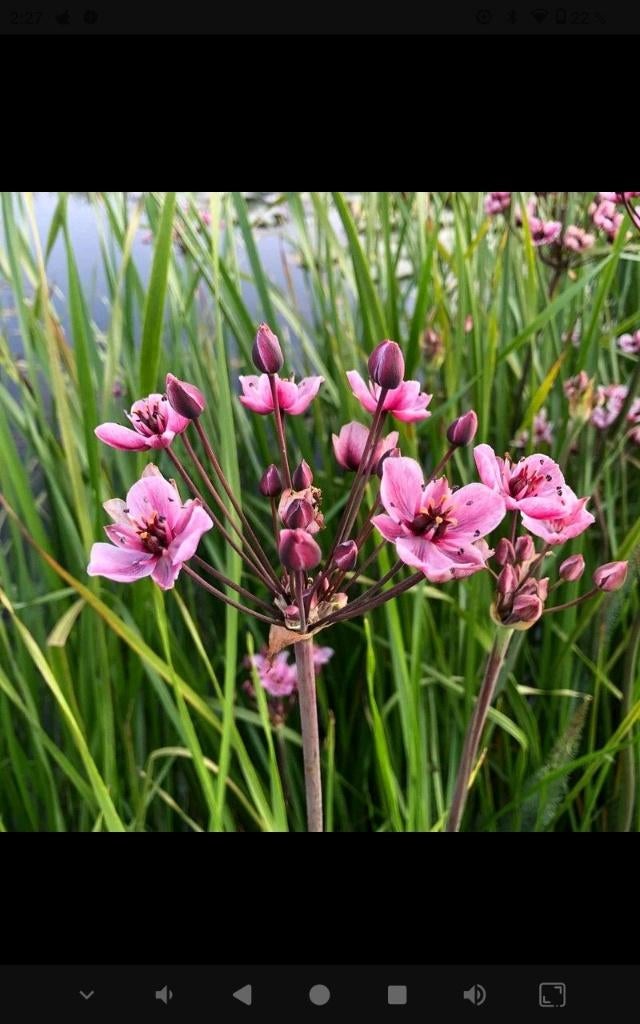 Butomus. Vijverplanten, Ophalen, Zomer, Vaste plant, Vijverplanten
