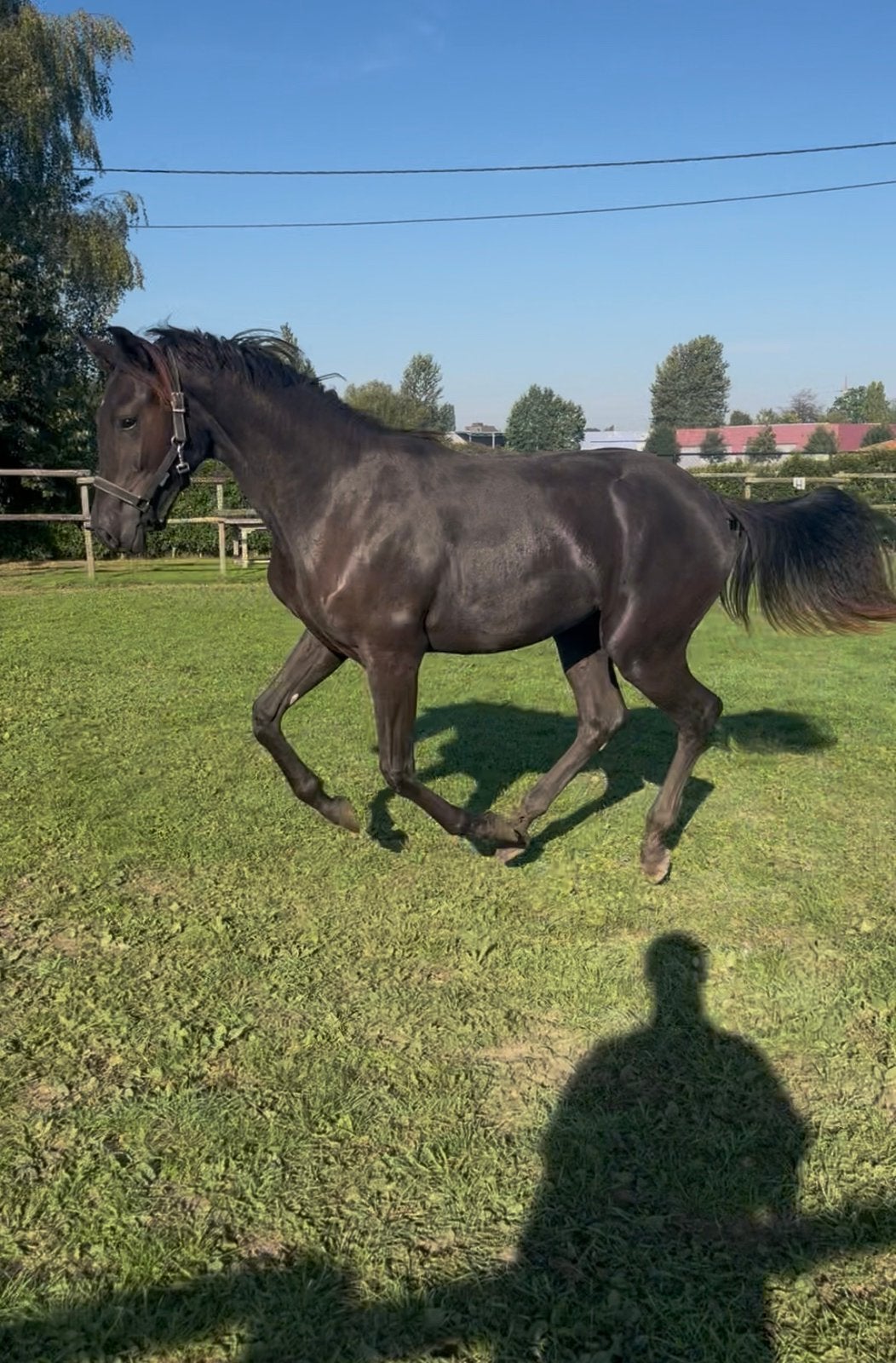 Prachtig dressuur jaarling merrie, Dieren en Toebehoren, Merrie, Dressuurpaard, Met stamboom, 0 tot 2 jaar