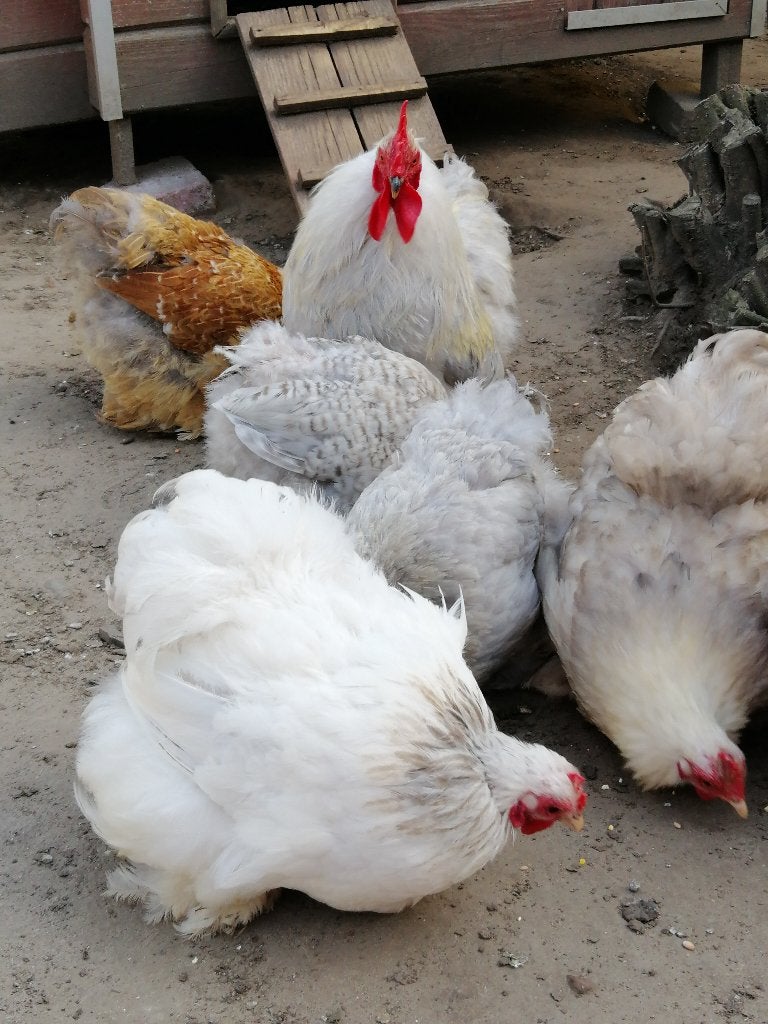 cochin krielen hennetjes, zelf uit te kiezen, Femelle, Poule ou poulet