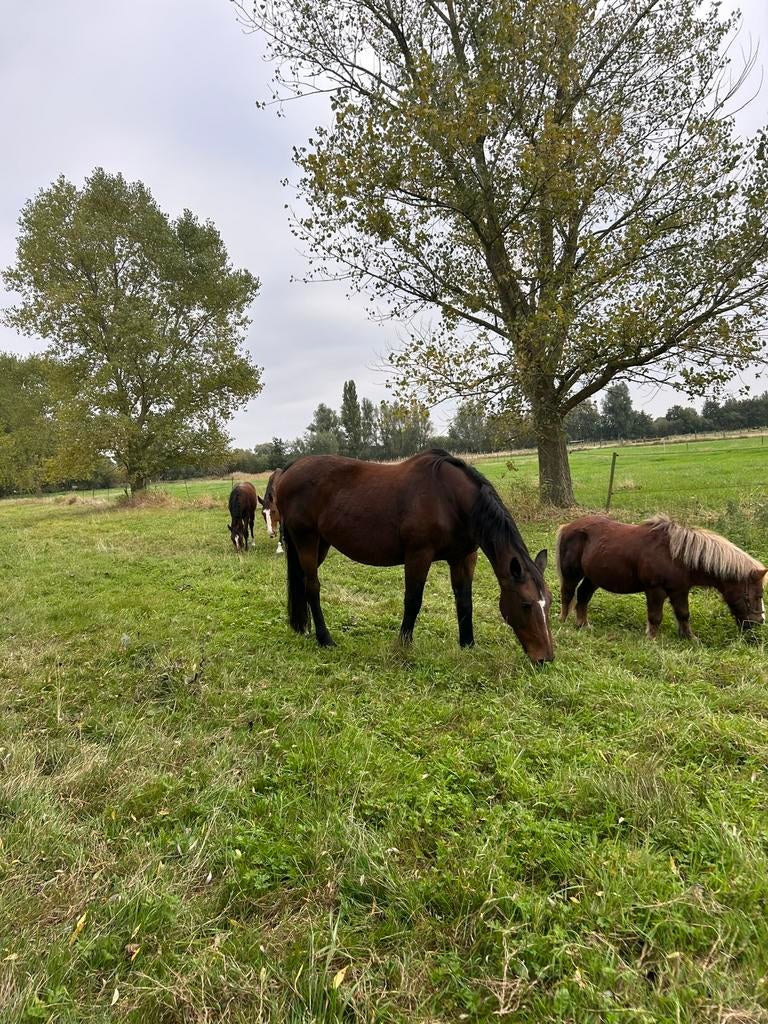 op zoek naar weide, Weidegang, 4 paarden of pony's of meer