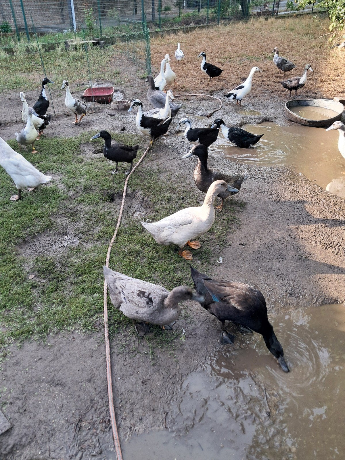 Huttegemse eenden, Dieren en Toebehoren