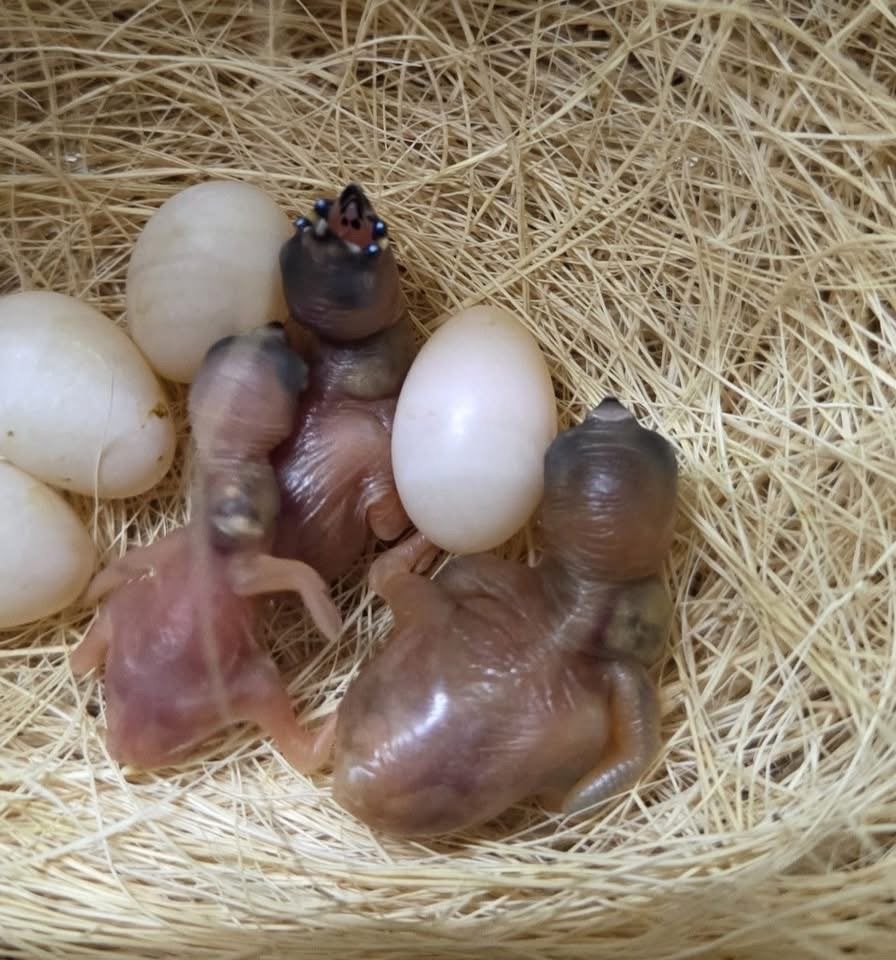 Gouldamadines, Meerdere dieren, Tropenvogel, Geringd
