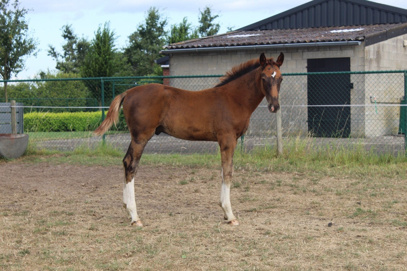 Hengstveulen van Toèmme de Regor, Étalon, Cheval de saut, Avec pedigree, 0 à 2 ans