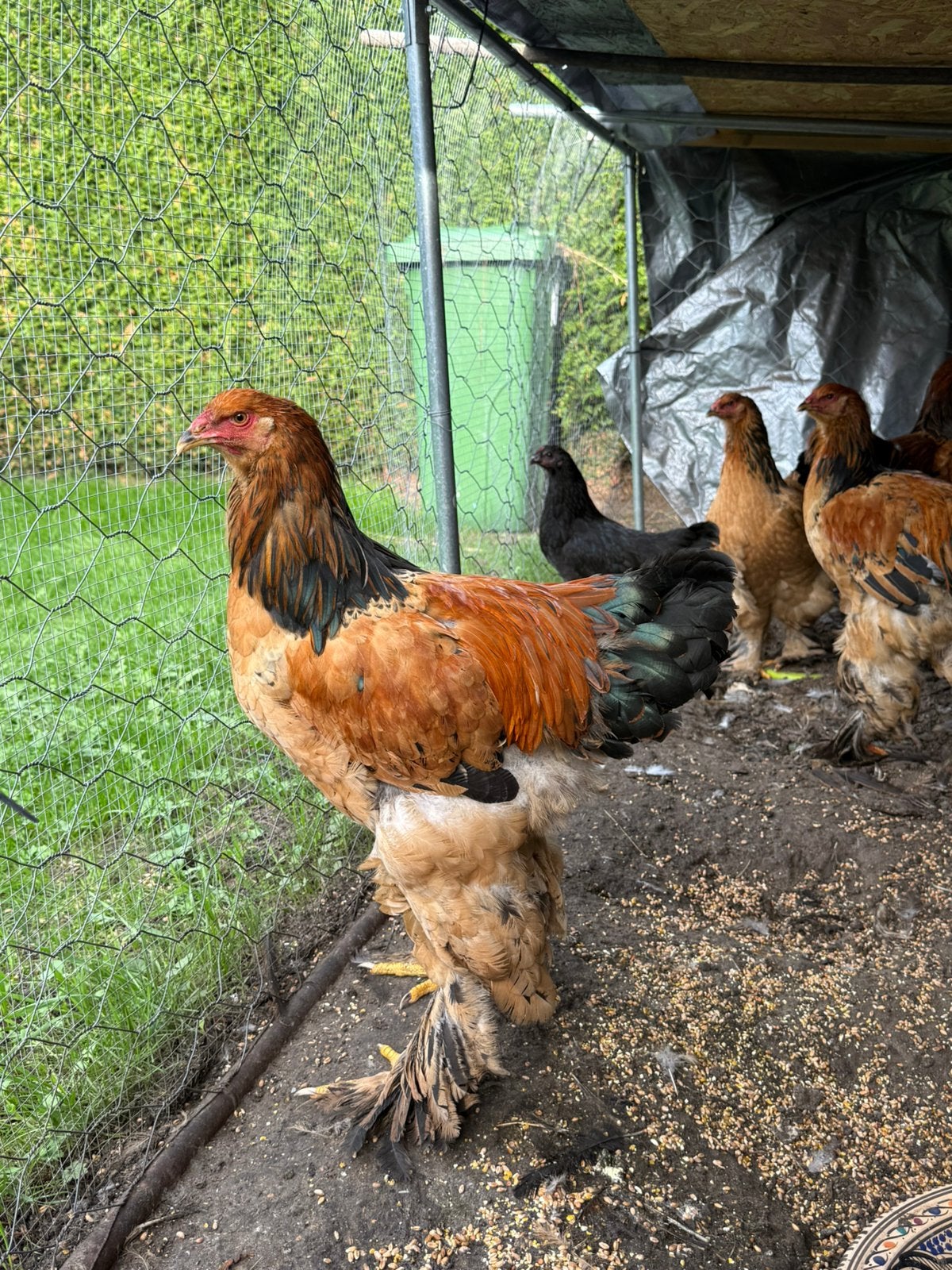 Kip, Poule ou poulet