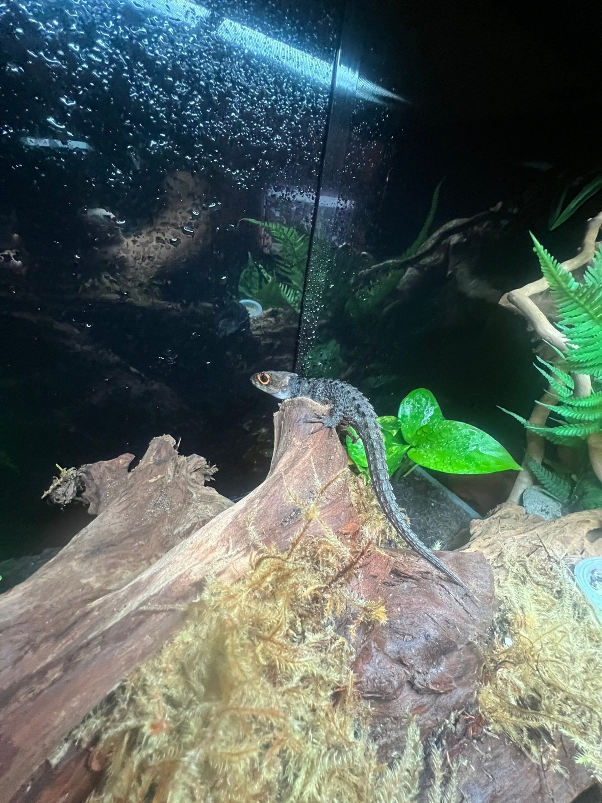 Krokodil skinks