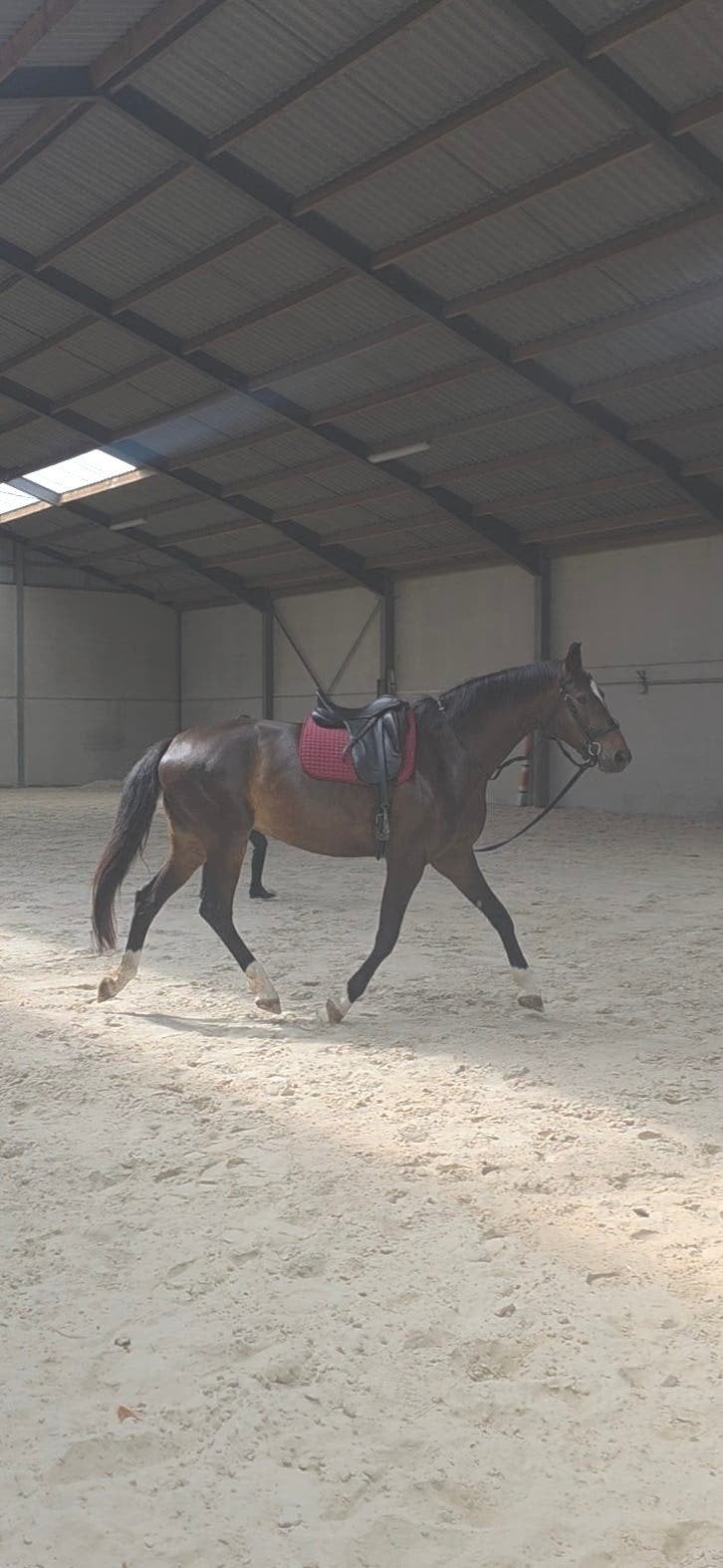 jolie jument de dressage de 4 ans, Cheval de dressage, B, Avec pedigree, 165 à 170 cm