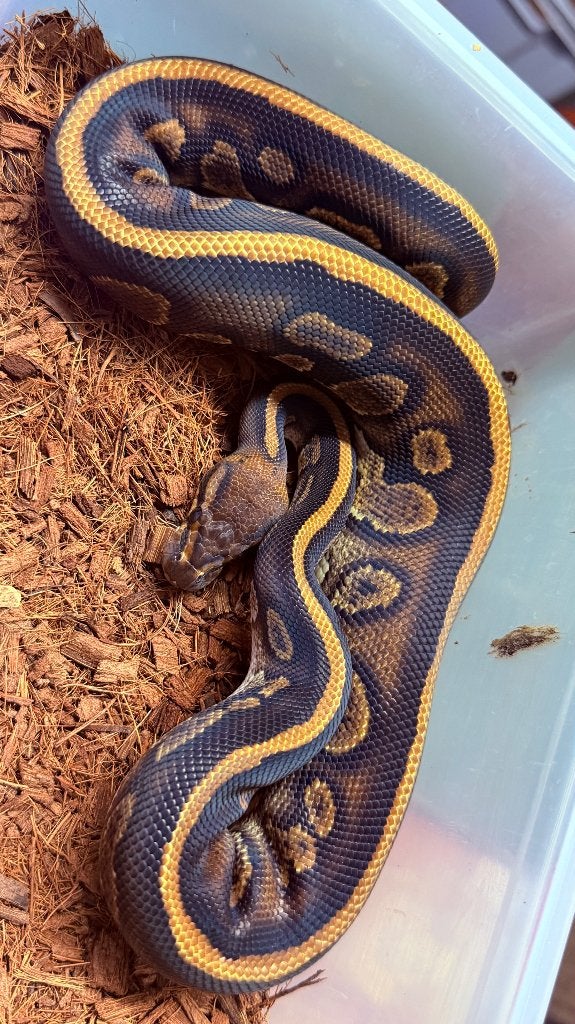Verschillende ball pythons te koop Ball Python photo 16