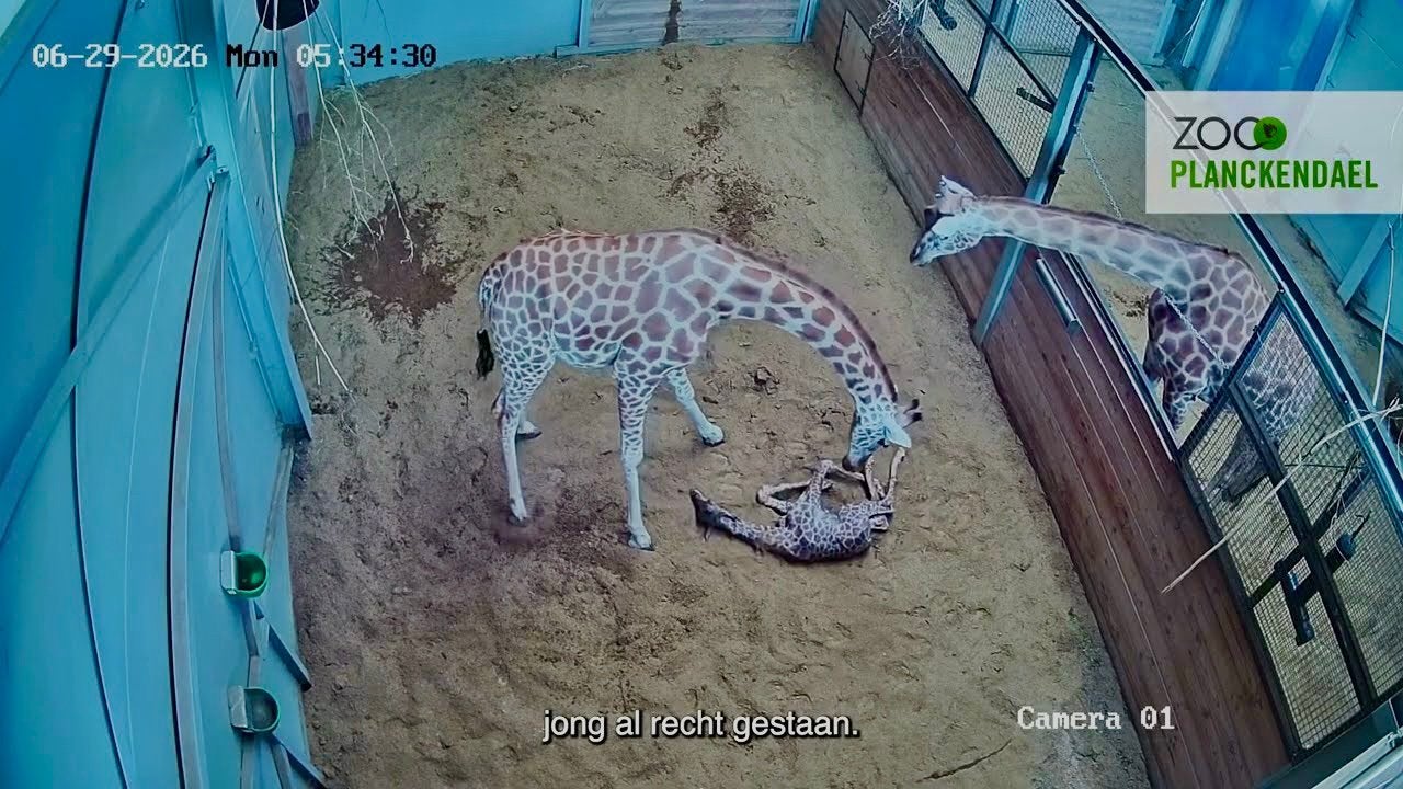 Morgen prachtig weer! !!! Zin in ‘n dagje Planckendael?, Tickets en Kaartjes, Recreatie | Dierentuinen