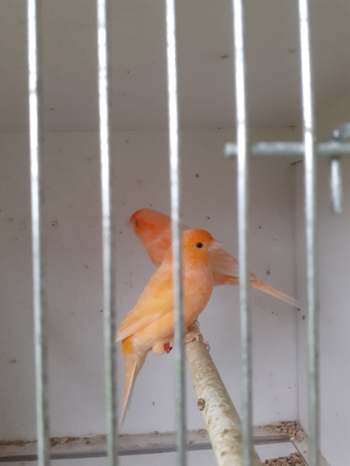 mannen kanaries, Dieren en Toebehoren