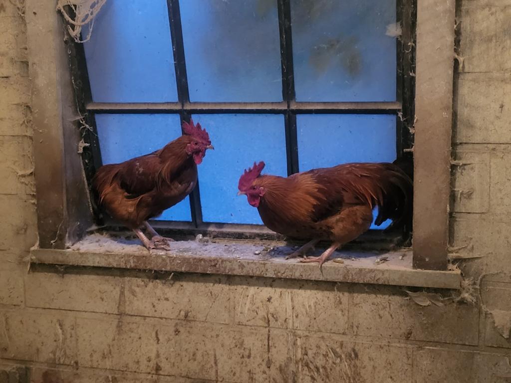Coqs, Mâle, Poule ou poulet