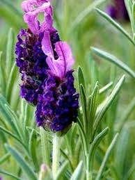 Lavendula Stoechas aan opruimprijs, Tuin en Terras, Planten | Tuinplanten, Ophalen