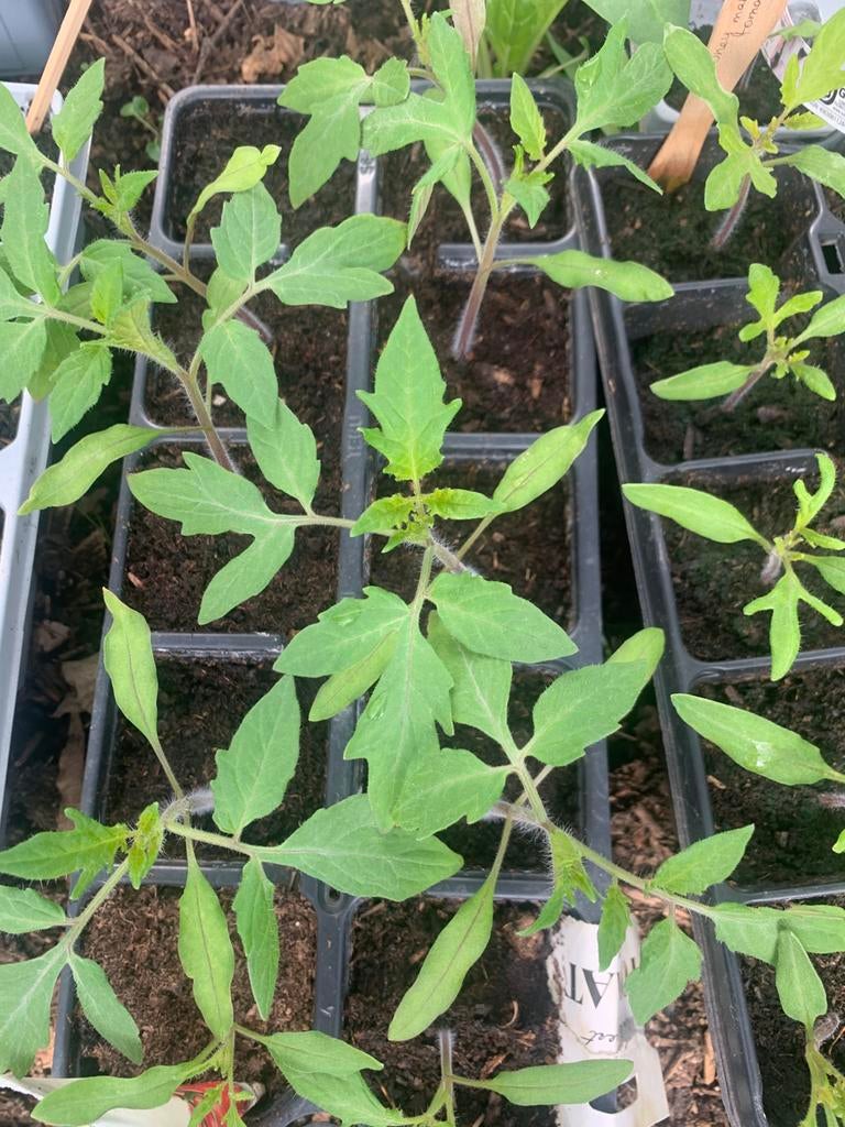Mooie tomatenplanten van verschillende soorten, Enlèvement