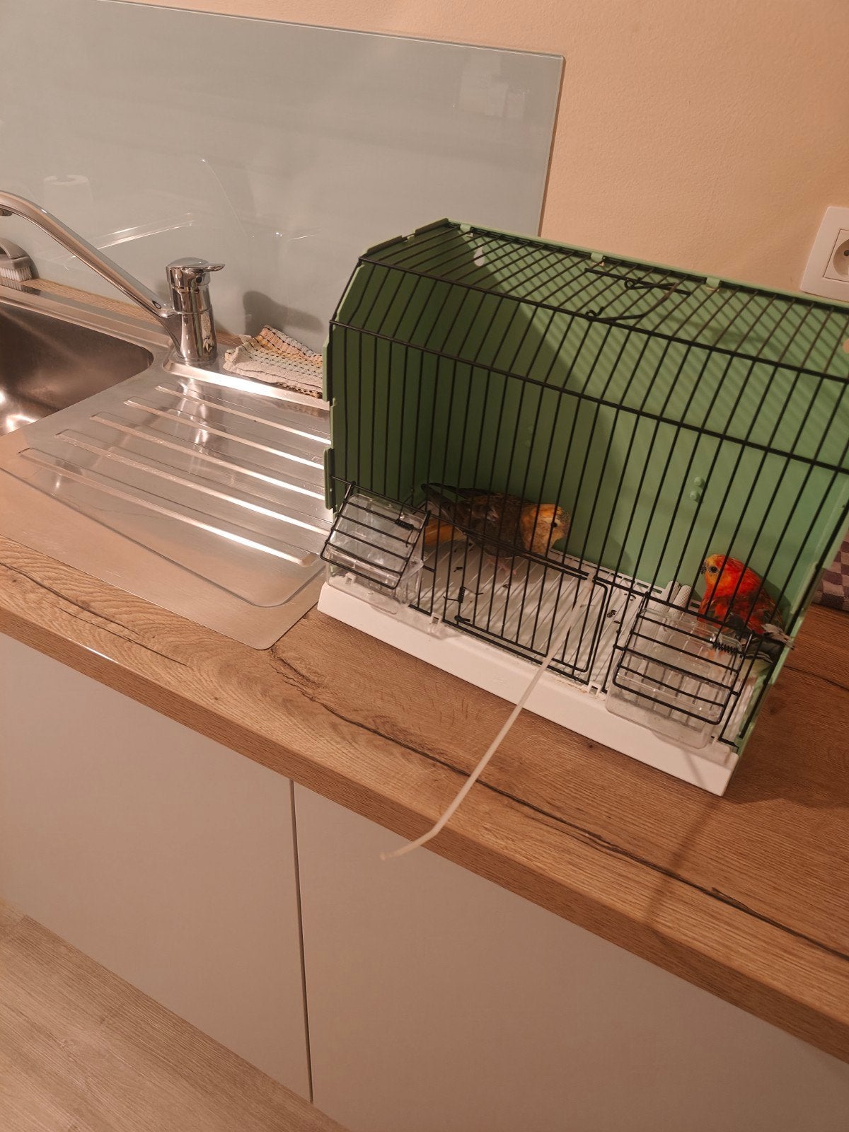 roodruggen koppel, Dieren en Toebehoren