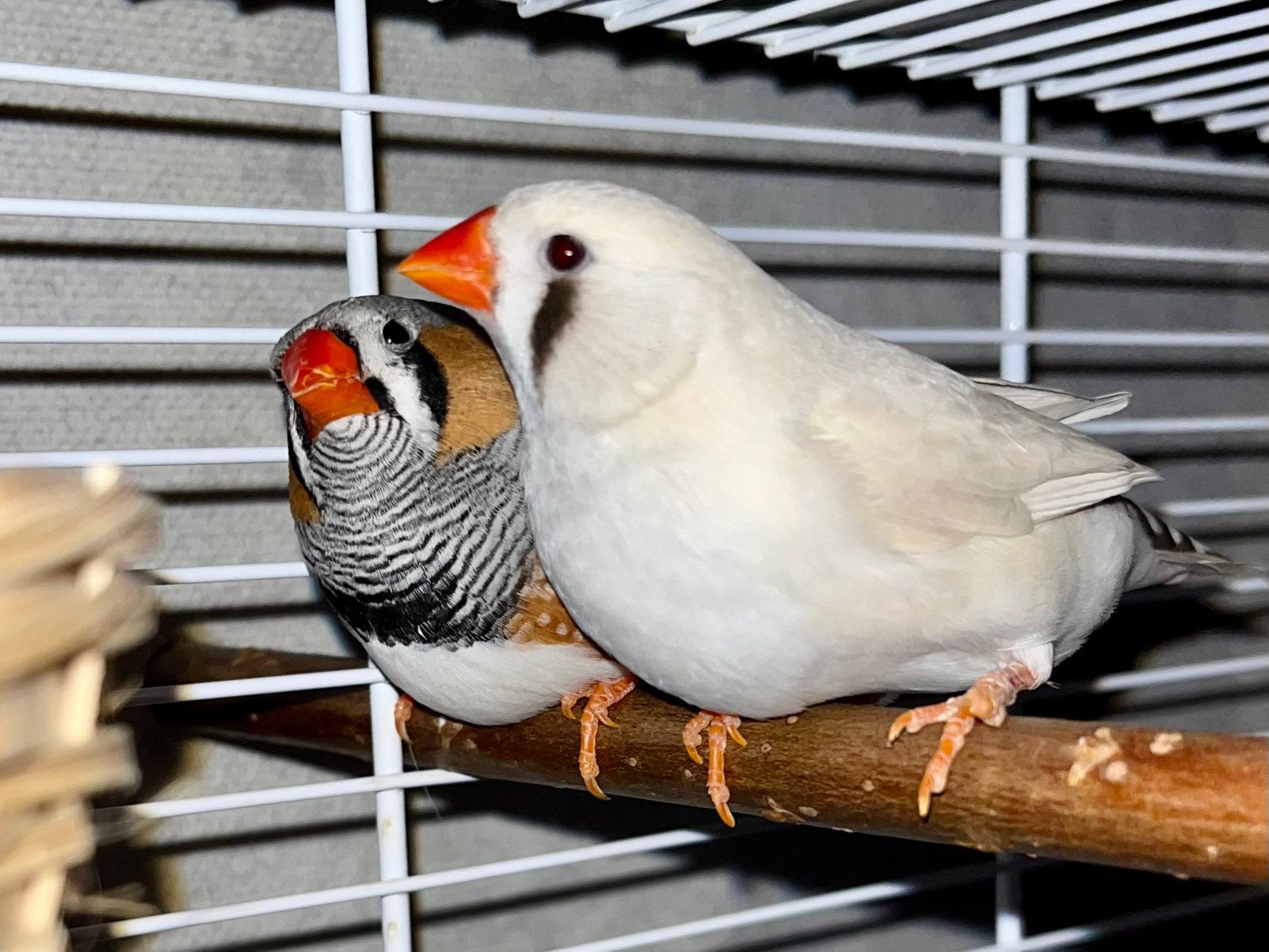 Twee zebravinken