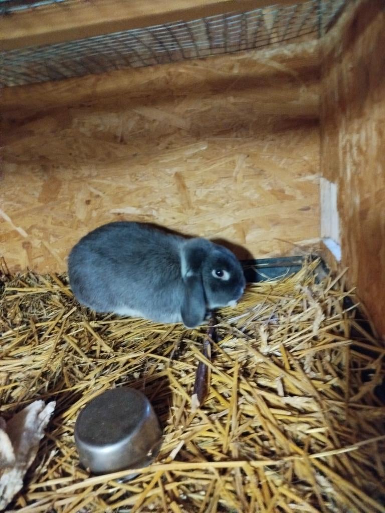 Ram zilvervos blauw