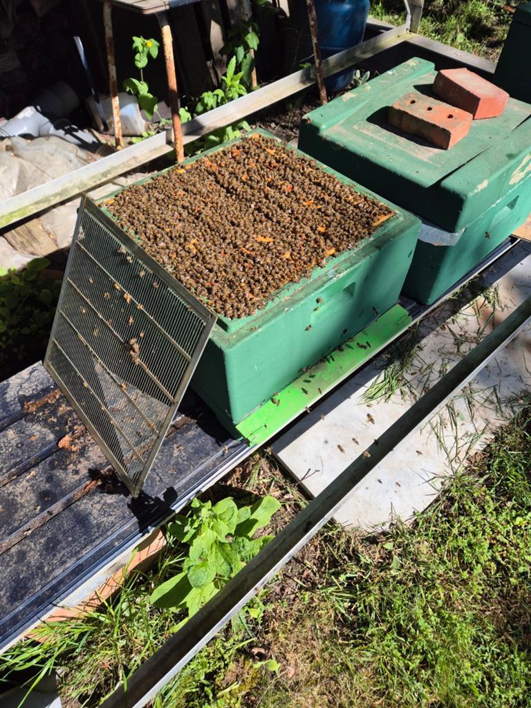 Bijenvolk carnica, Dieren en Toebehoren, Insecten en Spinnen