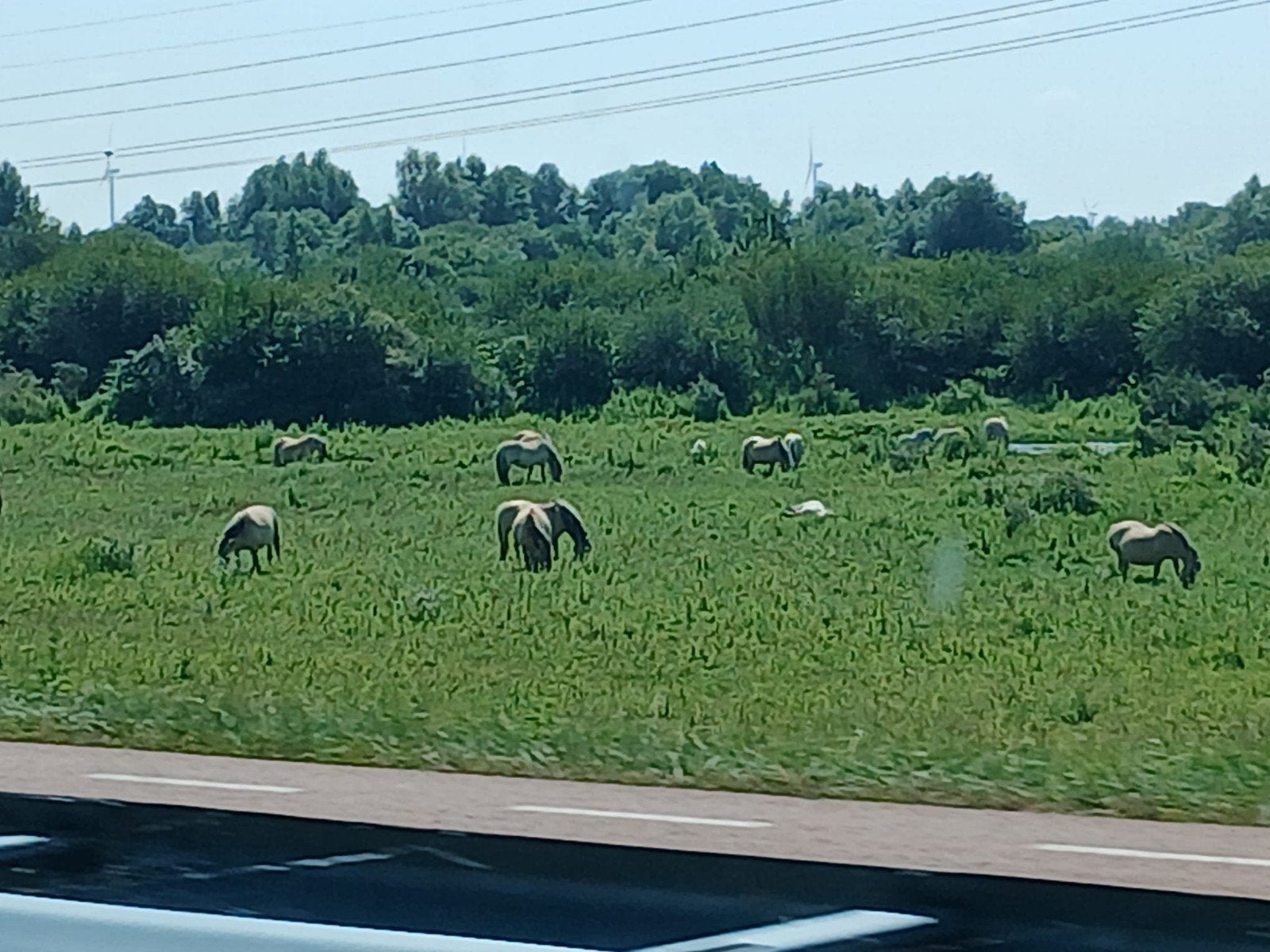 te huur gezocht huis met stallen, Dieren en Toebehoren, Stalling en Weidegang, Opfok, 4 paarden of pony's of meer