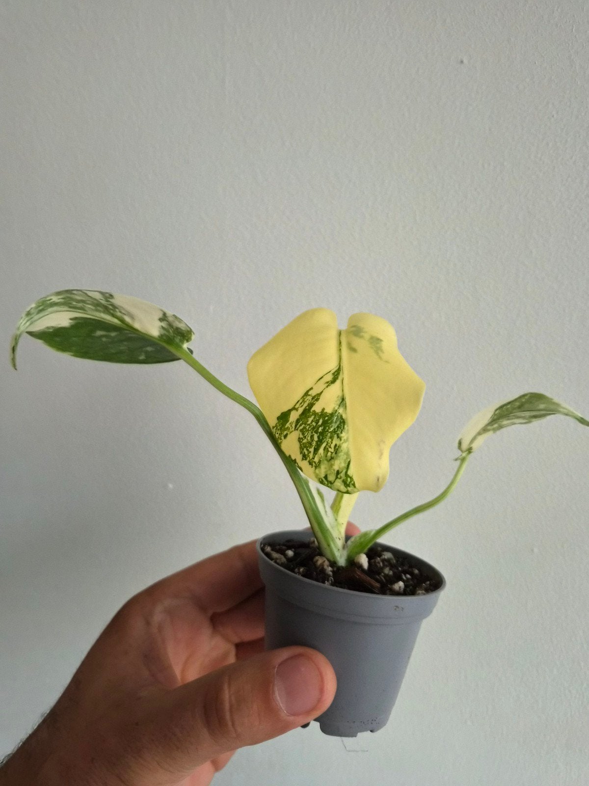 Monstera Créme Brulée, Autres espèces, En pot, Enlèvement ou Envoi, Moins de 100 cm