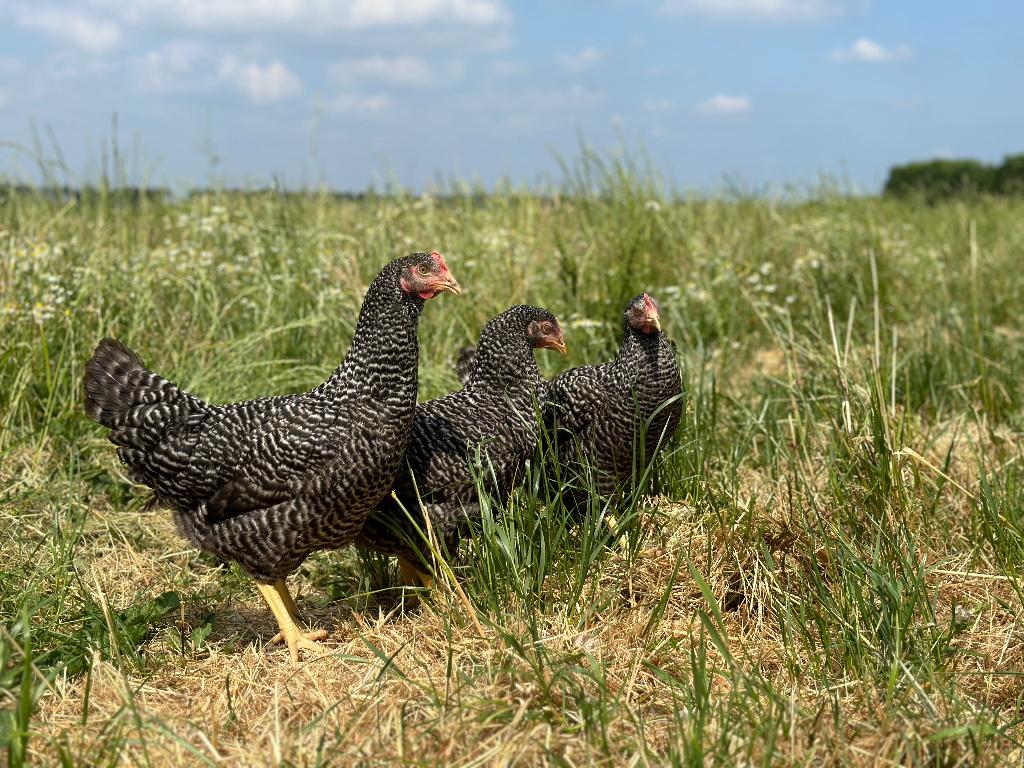 Jonge tamme Hollandse koekoek kippen gesekst en ingeënt, Femelle, Poule ou poulet