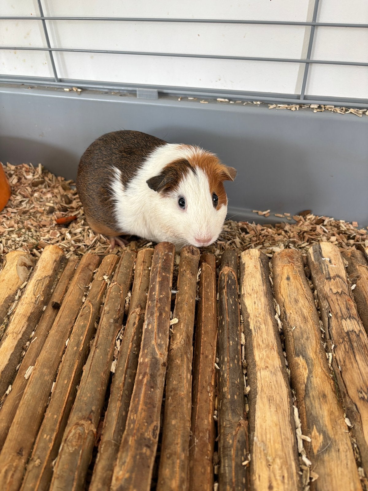 2 vrouwelijke cavia’s en toebehoren, Dieren en Toebehoren, Knaagdieren, Cavia, Vrouwelijk, Januari, Tam