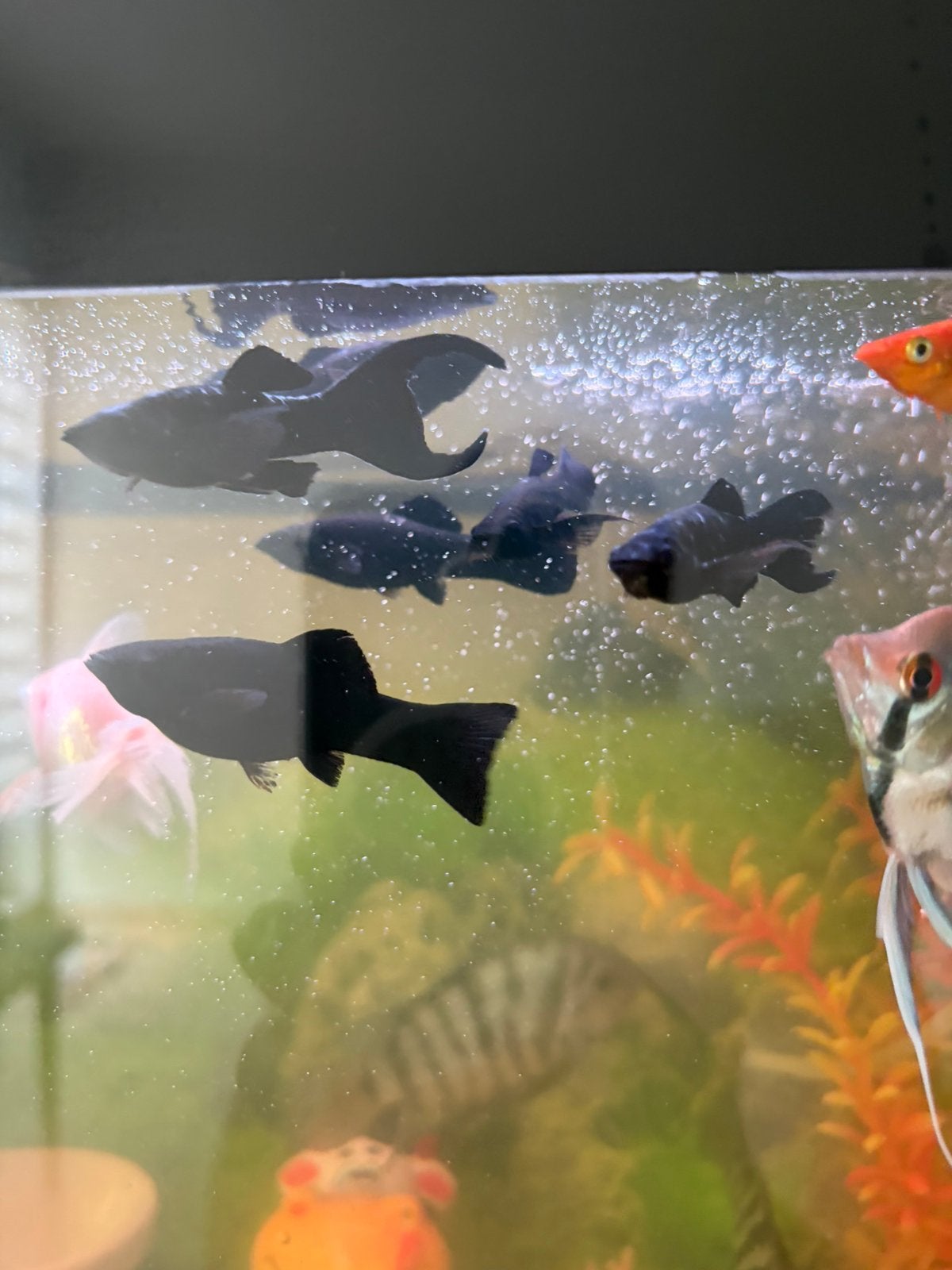 Molly, Dieren en Toebehoren