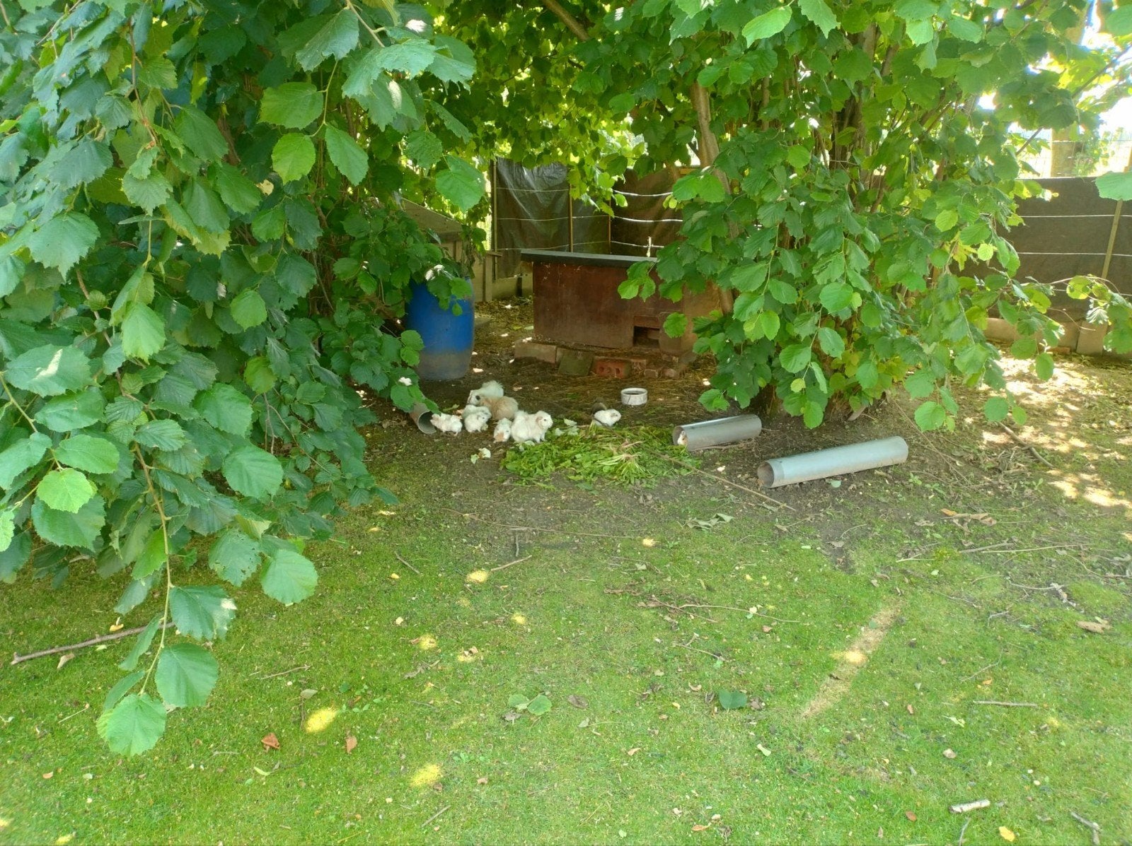 Cavia, Dieren en Toebehoren