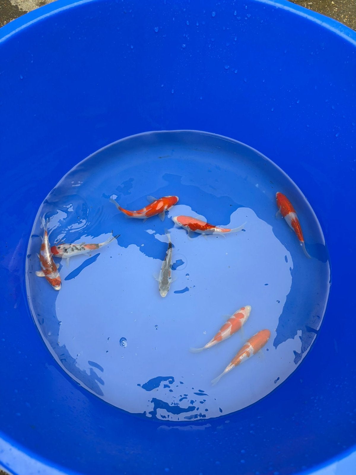 Japanse tossai koi, Dieren en Toebehoren, Vissen | Vijvervissen, Karper of Koi