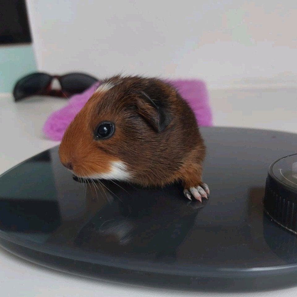 cavia's beertjes en zeugjes, Dieren en Toebehoren, Knaagdieren, Cavia, Augustus, Meerdere dieren, Tam