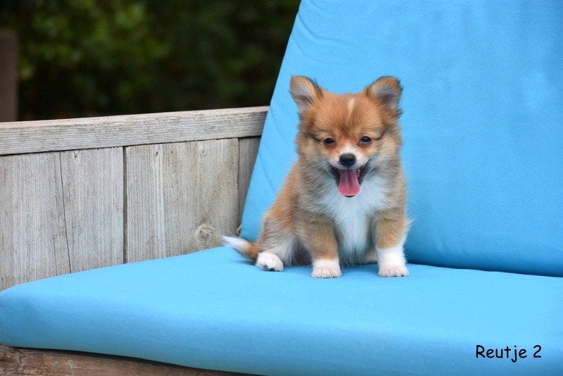 Prachtige Pomchi pups, Dieren en Toebehoren, Honden | Niet-rashonden, België, CDV (hondenziekte), 8 tot 15 weken, Meerdere