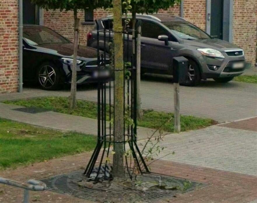 Boom beschermer v.o.a van bomen  in weide, Pâturage
