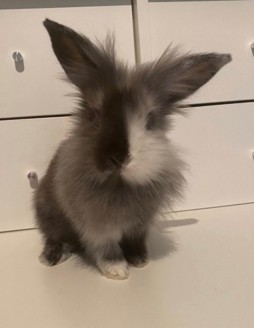 3 lieve konijntjes, Petit
