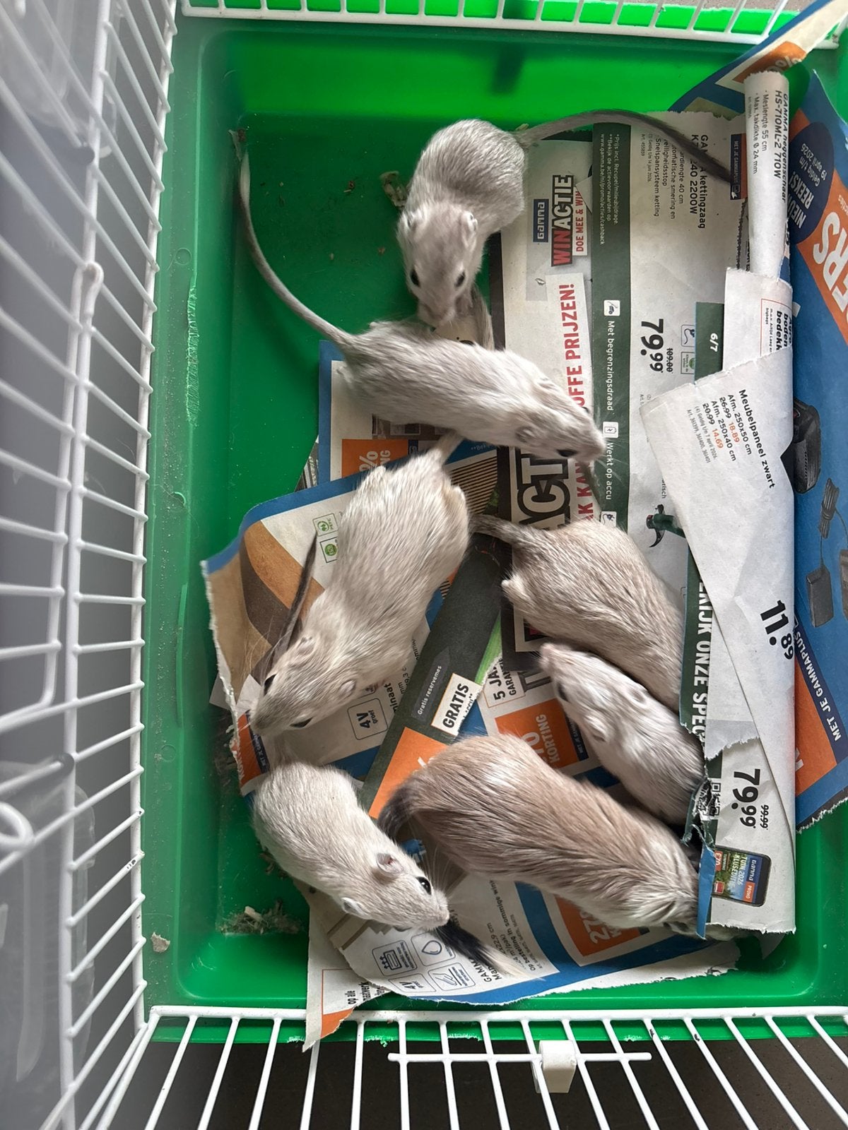 Gerbils, Dieren en Toebehoren, April, Meerdere dieren, Overige typen