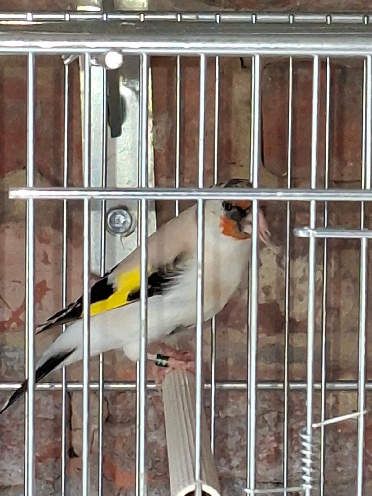 jonge putters, Geslacht onbekend, Wildzangvogel, Geringd