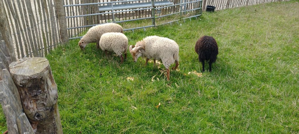 ouessant schaapjes, Animaux & Accessoires, Plusieurs animaux, Mouton, 0 à 2 ans