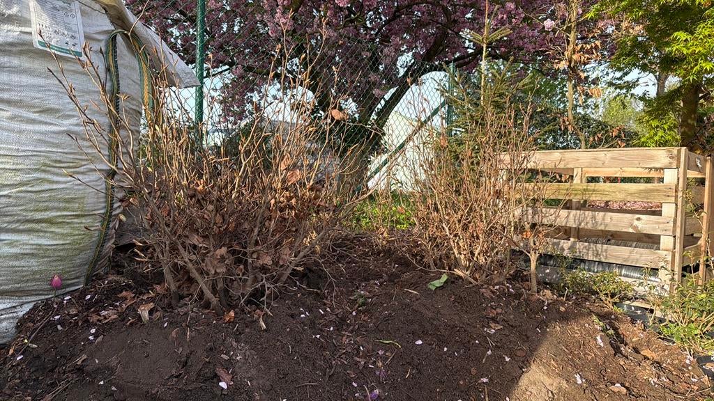 – Fagus sylvatica GROEN (BEUK) – BLOTE WORTEL 100st., Tuin en Terras, Ophalen, Haag