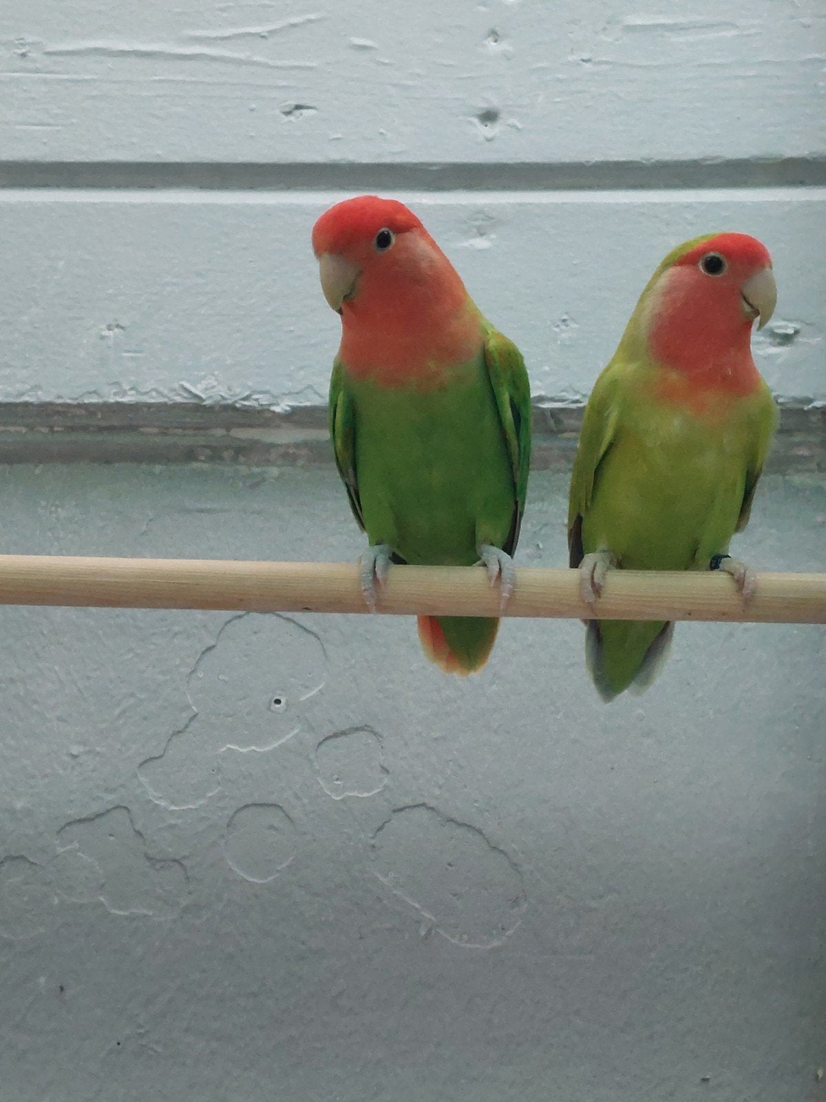 agapornis roseicolli koppel bewezen, Dieren en Toebehoren, Geringd