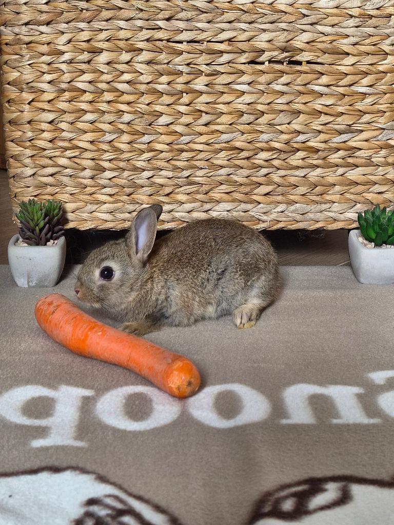 Dwergkonijntje, Dieren en Toebehoren, Meerdere dieren, Dwerg, 0 tot 2 jaar